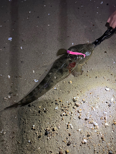 マゴチの釣果