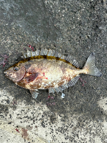 アイゴの釣果