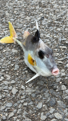 ギマの釣果