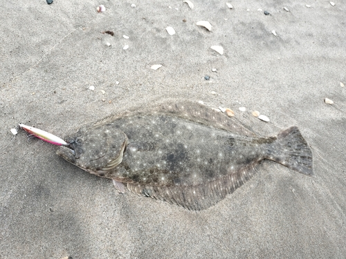 ヒラメの釣果