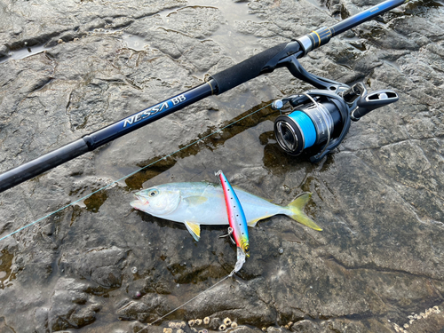 ワカシの釣果