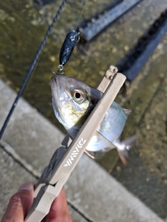 カンパチの釣果