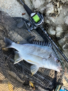 キビレの釣果