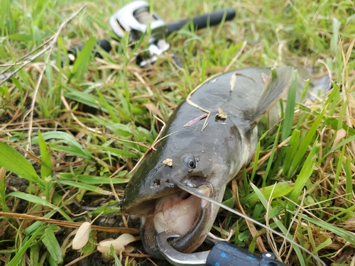 ナマズの釣果