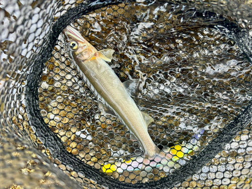 アユの釣果