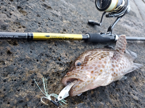 オオモンハタの釣果