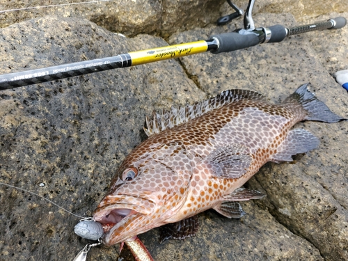 オオモンハタの釣果