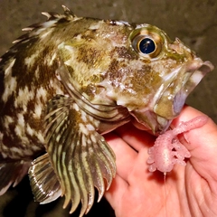 カサゴの釣果