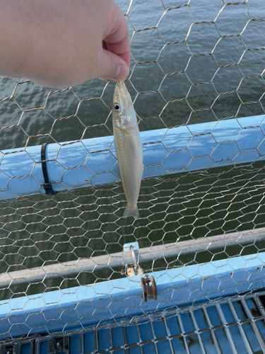 キスの釣果