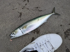 サバの釣果