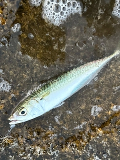 サバの釣果