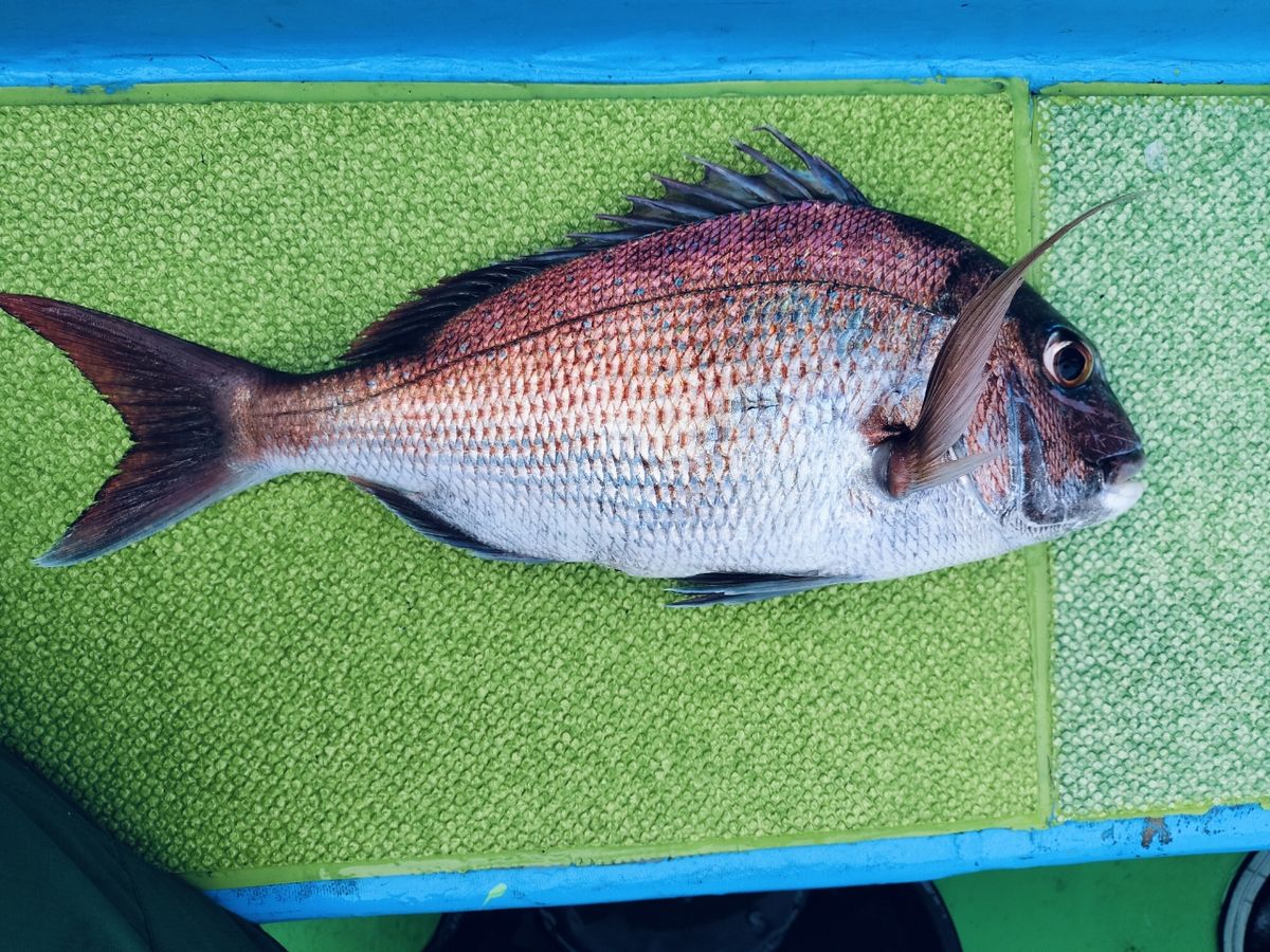 大塚さんの釣果 2枚目の画像