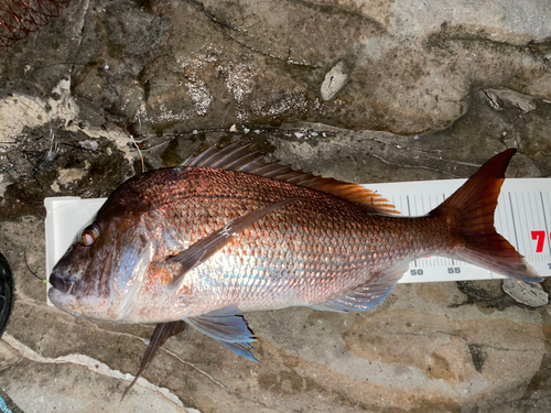 タイの釣果