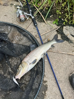 ニゴイの釣果