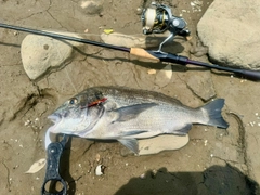 クロダイの釣果