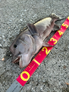 コブダイの釣果