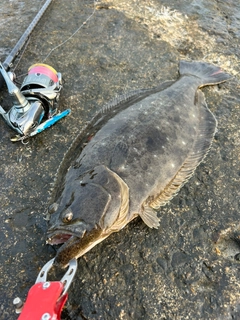 ヒラメの釣果