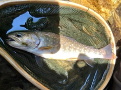 イワナの釣果