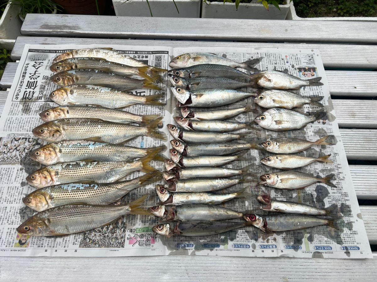 はくし2号さんの釣果 3枚目の画像