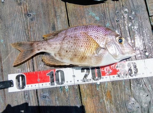 メイチダイの釣果