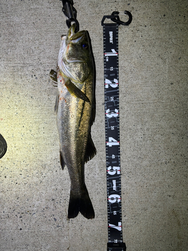 シーバスの釣果