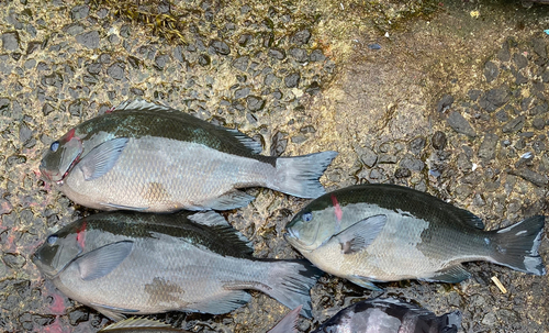 クチブトグレの釣果