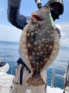 ヒラメの釣果