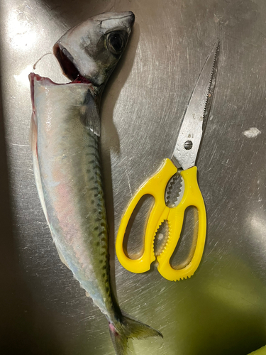 サバの釣果