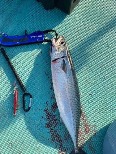 ゴマサバの釣果