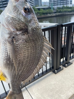キビレの釣果