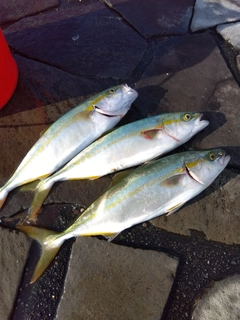 ワカシの釣果