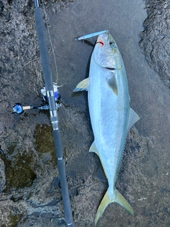 ブリの釣果