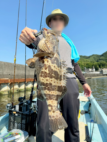 ハタの釣果