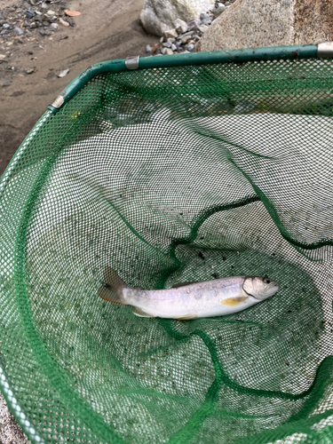 イワナの釣果