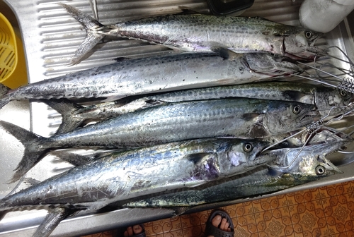 サゴシの釣果