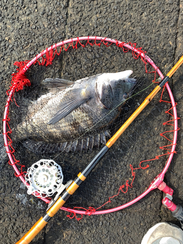 クロダイの釣果