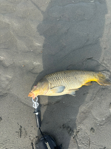 コイの釣果