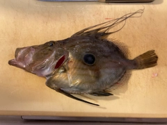 マトウダイの釣果