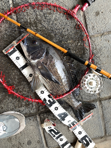 クロダイの釣果