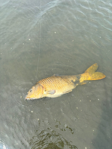 コイの釣果