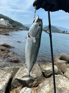 ソウダガツオの釣果