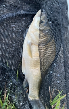 ヘラブナの釣果