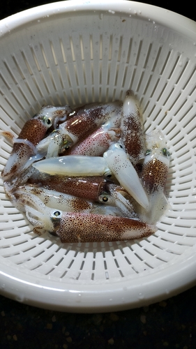 ヒイカの釣果