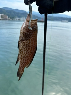 オオモンハタの釣果