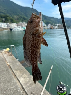 オオモンハタの釣果