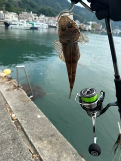 マゴチの釣果