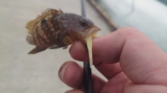 キジハタの釣果