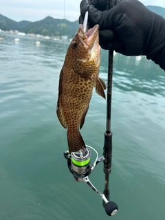 オオモンハタの釣果