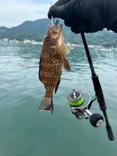 オオモンハタの釣果