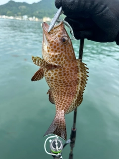 オオモンハタの釣果